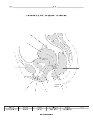 Drawing Illustration Ovary Anatomy Worksheet SINGLE FILLABLE Digital 