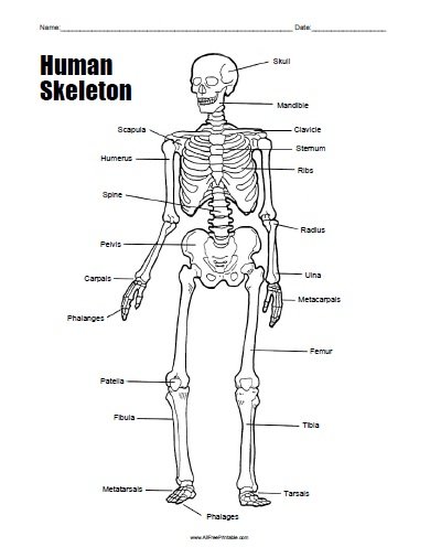 Print Human Skeleton Worksheet Free Printable