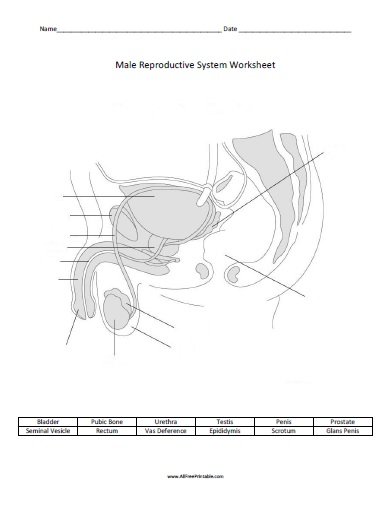 Free Printable Male Reproductive System Worksheet