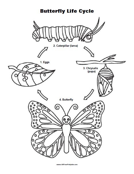 Life Cycle Of A Butterfly Worksheet Free Printable Go Images Club