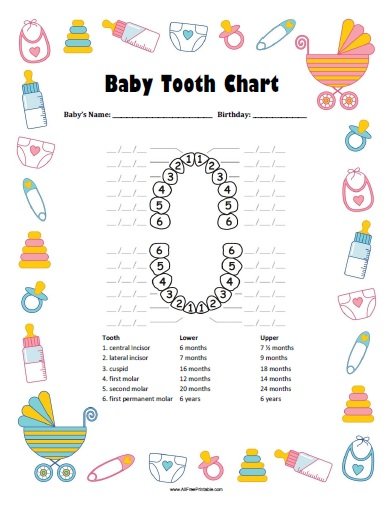 Baby Tooth Eruption Chart