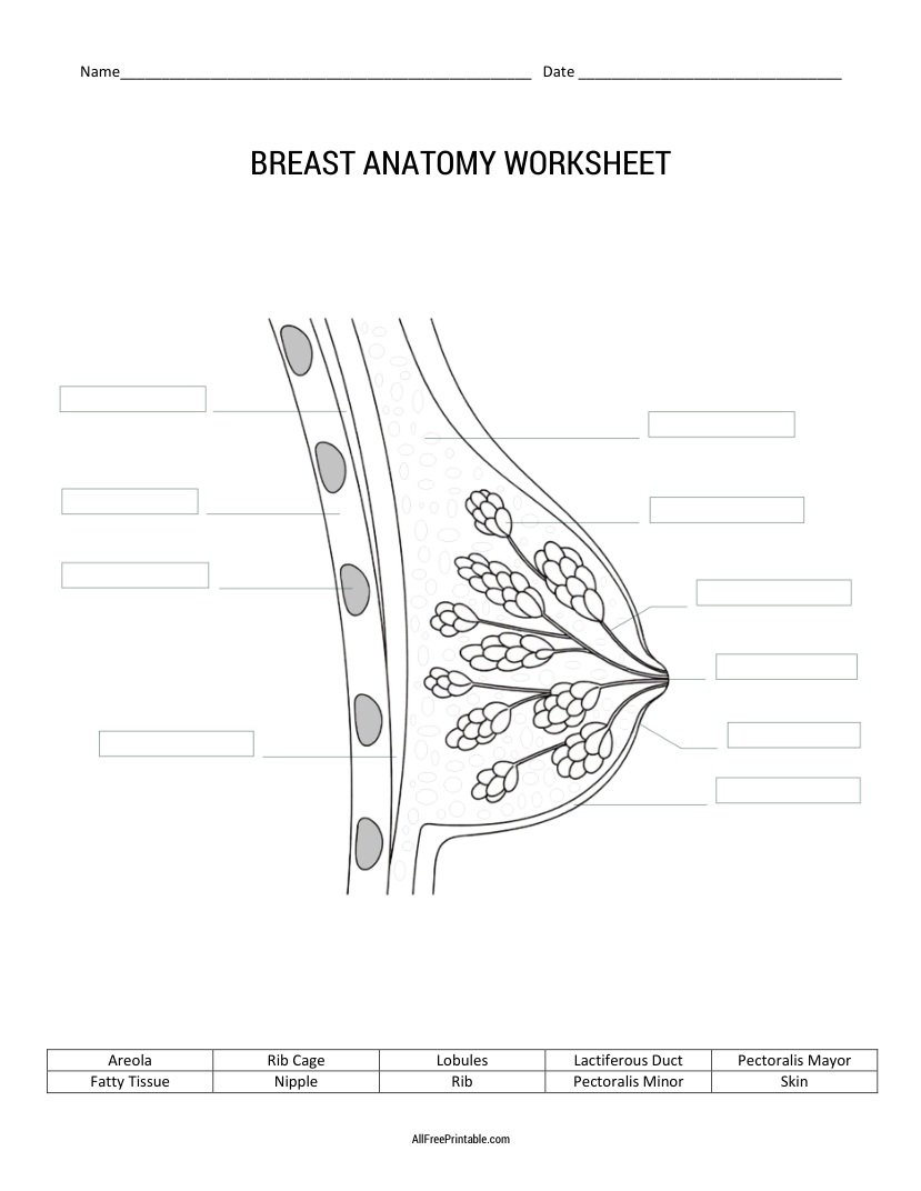 Free Printable Breast Anatomy Worksheet Free Printable Breast Anatomy Worksheet
