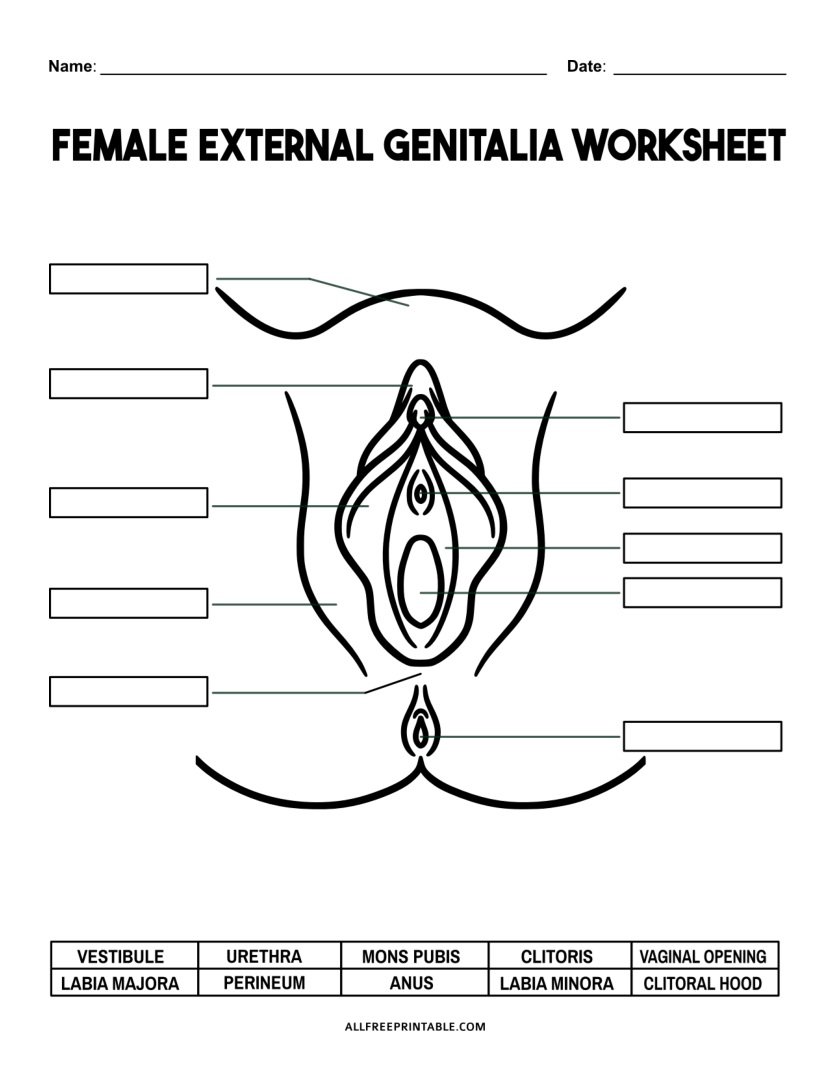 Free Printable Female External Genitalia Worksheet PDF