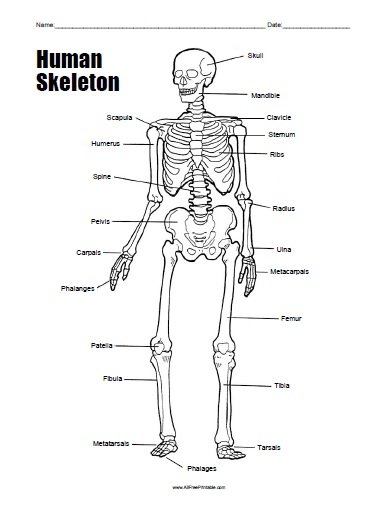 Free Printable Human Skeleton Worksheet